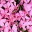 Флокс Early Spring Light Pink фото