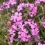 Флокс Early Spring Light Pink фото