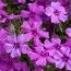Флокс Early Spring Purple фото