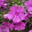 Флокс Early Spring Purple фото