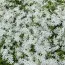Флокс Early Spring White фото
