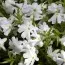 Флокс Early Spring White фото