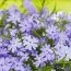 Флокс Fabulous Blue Dark Center фото