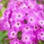 Флокс Famous Purple фото