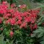 Флокс Flame Coral фото