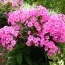 Флокс Flame Pink фото