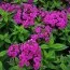 Флокс Flame Purple фото