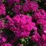 Флокс Flame Purple фото