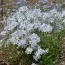 Флокс May Breeze фото