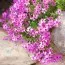 Флокс McDaniel`s Cushion фото