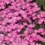 Флокс карликовый Perfect Pink фото