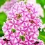 Флокс Natascha фото