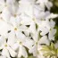 Флокс Snowflake фото
