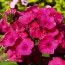 Флокс Tenor (Длительное цветение) фото