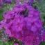 Флокс The King Violet Blue фото