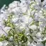 Флокс растопыренный White Perfume фото
