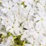 Флокс Fabulous White фото