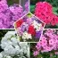 Флоксы Super Mix (Эконом-упаковка 10 шт) фото