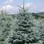 Ель колючая Glauca Majestic Blue фото