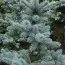Ель колючая Glauca Majestic Blue фото