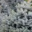 Ель колючая Super Blue Seedling фото