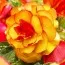 Бегония Picotee Yellow Red (Махровые цветы) фото