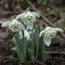Подснежник Flore Pleno фото