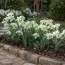 Подснежник Flore Pleno фото