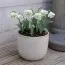 Подснежник Flore Pleno фото