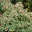 Пиерис Little Heath фото