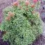 Пиерис Little Heath фото