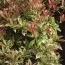 Пиерис Little Heath фото
