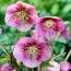 Морозник Pink Lady фото