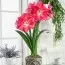 Амариллис Pink Collor фото