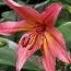 Лилия Pink Flavour фото