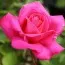 Роза Pink Peace фото