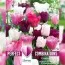Комбо Тюльпаны Pink, White and Purple Blend (Брендовые луковицы KAPITEYN®) фото