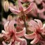 Лилия Pink Morning фото