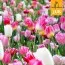 Микс ландшафтный Pinks and Touch of White (Брендовые луковицы Jub Holland) фото