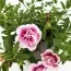 Калибрахоа PinkTastic Double фото