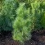 Сосна черная Pyramidalis фото
