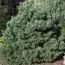 Сосна Sandringham фото