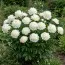 Пион Bridal Shower фото