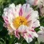 Пион Crazy Daisy фото