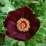 Пион Dark Eyes фото