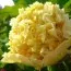 Пион Yaos Yellow Yao Huang древовидный фото