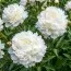 Пион Duchesse de Nemours фото