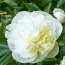 Пион Duchesse de Nemours 3-5 почек фото