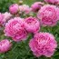 Пион Edulis Superba 3-5 почек фото