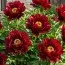 Пион ITOH Chief Black Hawk фото
